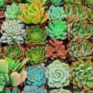 Meet your Posher, Eliana